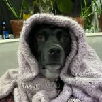 @sadie_loo_the_pitty - Instagram