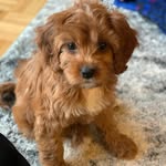 Sadie - @my_sadieloo - Instagram