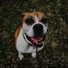 Sadie the boxer ❤️ - @.sadieloo - TikTok