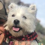 Sadie Lopez - @sadie_the_westie_ - Instagram