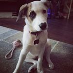 Sadie Lopez - @sadiethecartoondog - Instagram