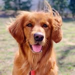 Sadie Murphy - @sadiemurphythegolden - Instagram