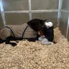 Sadie Murphy - @sadie.eq0 - TikTok