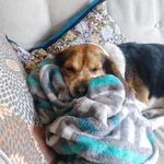 Sadie Quick Bear - @sadie.lady.the.beagle - Instagram