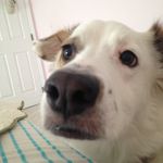 Sadie Ryan Kuchma - @sadiesuetherescue - Instagram