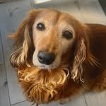 🐾 𝕊 𝔸 𝔻 𝕀 𝔼 🐾 - @sadie_short_legs - Instagram