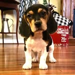Sadie Short - @sadieshortthebeagle - Instagram