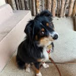 Sadie Short - @sadieshortdog - Instagram