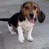Sadie Short - @sadieshortthebeagle - TikTok