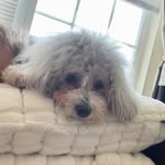 @sadie_shorty2 - Instagram