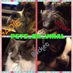 Maeby, Sadie, Stuart, Bucket - @pets_on_viral - Instagram