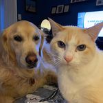 Sadie Rose & Stuart Little - @pattiandcompany - Instagram