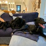 Sadie, Stuart, and Spencer! - @sadiestuandspence - Instagram