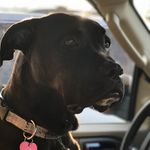 Sadie Sutton - @sadie.the_boxador - Instagram
