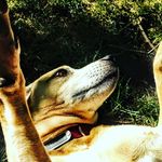 Sadie The Dog - @wylie_tharps_dog - Instagram