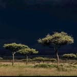 Saed_abdi - @dufaan_jacey1 - Instagram