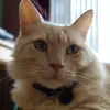 Saeed Karimi - @saeed.karimi7 - TikTok