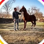 Saeed khorami - @saeed_khorami23 - Instagram