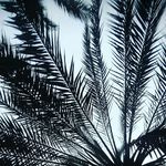 saeed Majeed - @saeedmajeed1 - Instagram