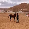 saeed-nouri - @saeednouri6 - TikTok