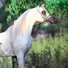 Saeed Yahya - @saeed.yahya47 - TikTok