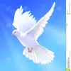Saeed Yahya - @saeed.yahya00 - TikTok