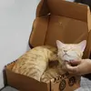 Saeeda Arshad 09 - @saeedaarshad09 - TikTok