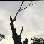 Saeeda Arshad - @saeeda4263 - Instagram
