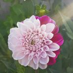 Saeeda Patel - Facebook