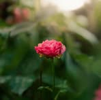 Saeeda Rasheed - Facebook