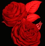 Safa Patel - Facebook