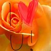 safa patel - @cookielover123908 - TikTok