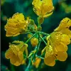 Safa Rahman - @safa.rahman77 - TikTok