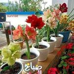 Om Tayseer - @safaa.deeb.357 - Instagram