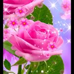 Safi Haider - @safi.haider.142 - Instagram