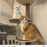 safia baig - @itz_me_saffo - Instagram