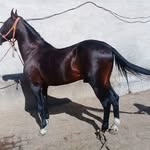 Safiabibi Arzoomalik - @safiabibiarzoomalik - Instagram