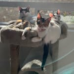 Sage, Hatch, Alfalfa, and Ginseng - @botanical_cats - Instagram