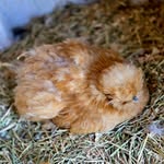 Silver Sage Hatchery - @silver_sage_hatchery - Instagram