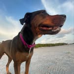 Sage Larson - @sagethe_1dog - Instagram