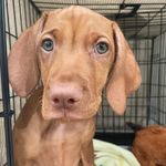 Sage Park - @sage_txvizsla - Instagram