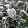 Sage 🌿 Winter ❄️ - @sage.winterthefairyhunt - TikTok