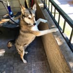Abigail Sage Wolfe - @abigail_the_husky - Instagram