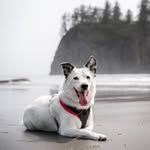 Sage Wolfe - @sageofthenorth - Instagram