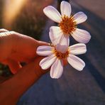 Saher Salem - Facebook
