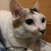 Sai Cheung - Facebook