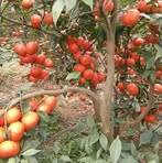Sai Chu - Facebook