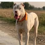 sai_deva_pet_shop - @sai_deva_pet_shop - Instagram