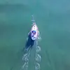 Sailing Optimist - @sailing.optimist - TikTok
