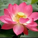 Sai Lwin Oo - @sailwinoo35 - Instagram